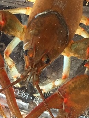 Cambarus coosawattae