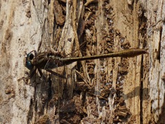 Phanogomphus minutus