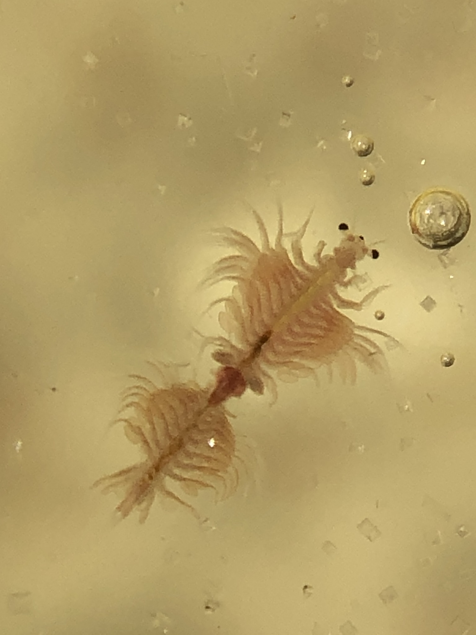 Artemia monica Verrill, 1869