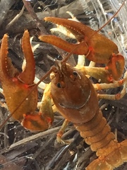 Cambarus coosawattae