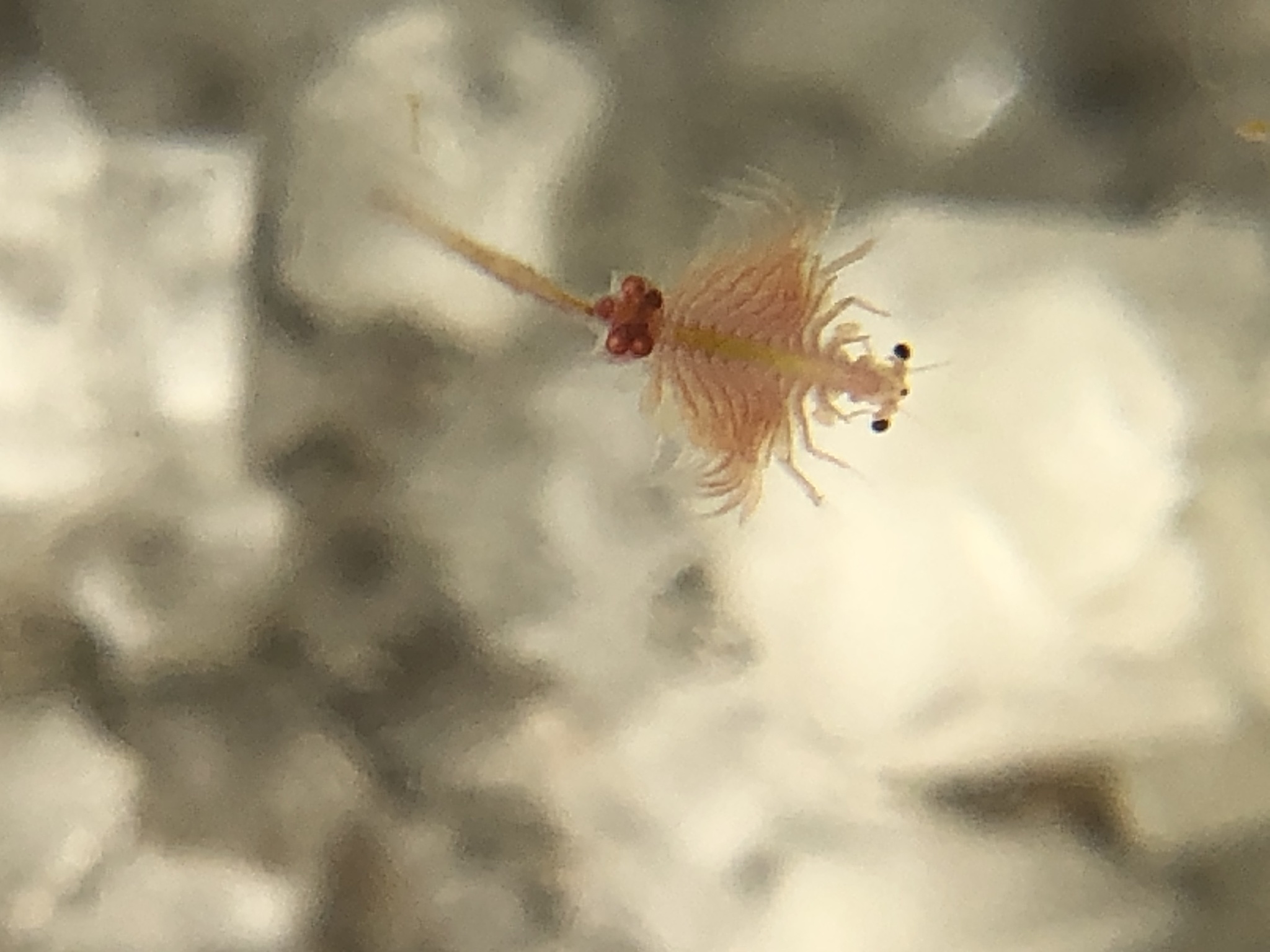 Artemia monica Verrill, 1869