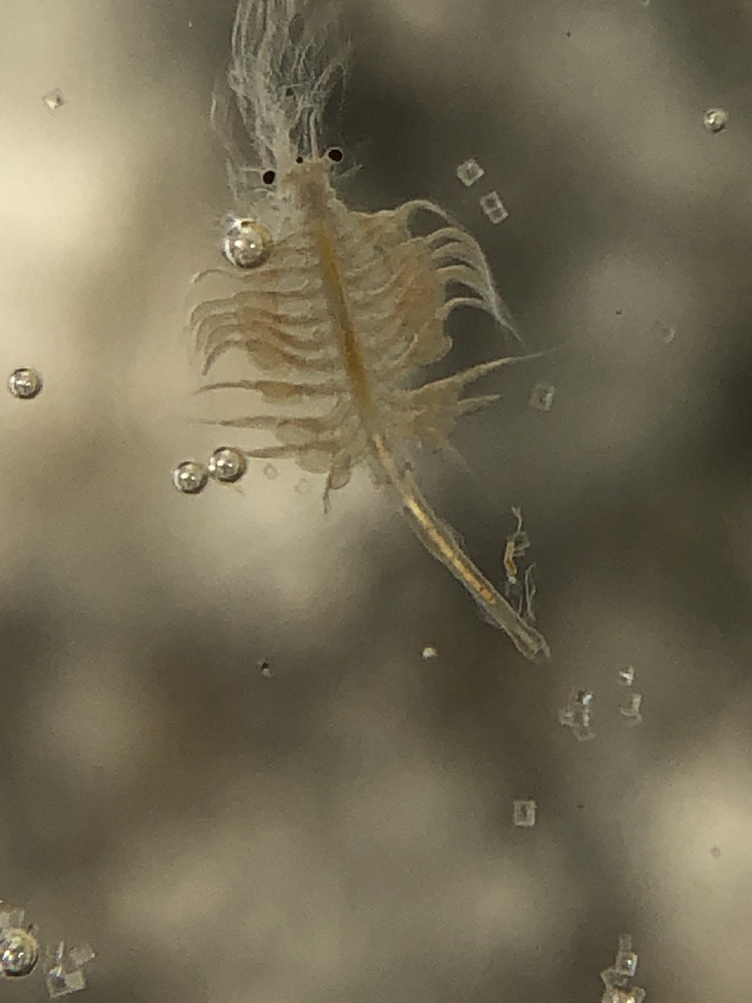 Artemia monica Verrill, 1869
