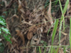 Panicum sarmentosum