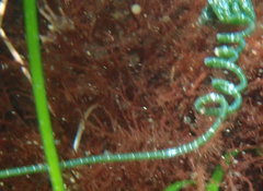 Chaetomorpha spiralis