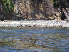 Chaetomorpha spiralis