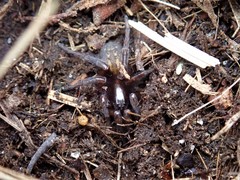 Arctosa rubicunda