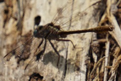 Phanogomphus minutus