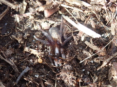 Arctosa rubicunda