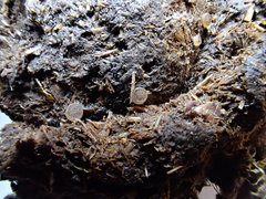 Ascobolus sacchariferus