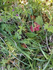 Castilleja purpurea