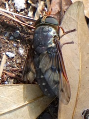 Tabanus fuscopunctatus