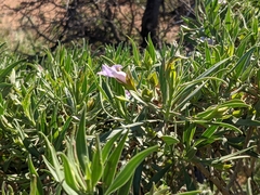 Eremophila freelingii