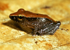 Pristimantis peruvianus