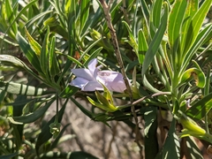 Eremophila freelingii