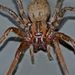 Sheetweb Spiders - Photo (c) Steve Kerr, some rights reserved (CC BY), uploaded by Steve Kerr