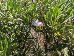 Eremophila freelingii
