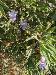 Eremophila freelingii