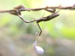 Miagrammopes orientalis