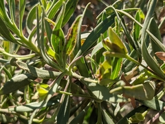 Eremophila freelingii