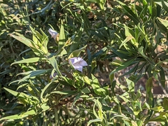 Eremophila freelingii