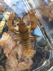 Cambarus coosawattae