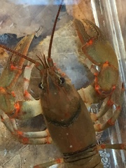 Cambarus coosawattae