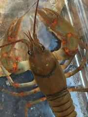 Cambarus coosawattae