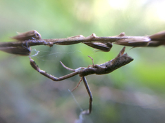 Miagrammopes orientalis