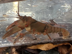 Cambarus coosawattae