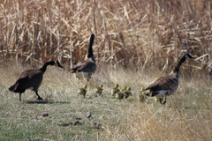 Branta canadensis moffitti