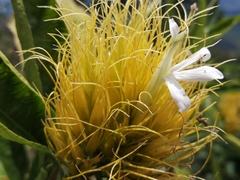 Justicia croceochlamys