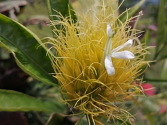 Justicia croceochlamys