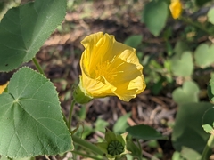 Abutilon leucopetalum