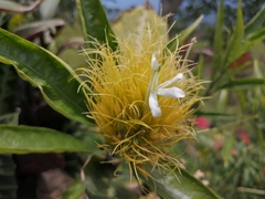 Justicia croceochlamys