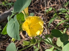 Abutilon leucopetalum