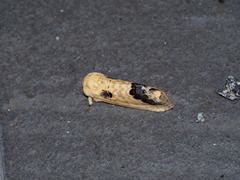 Phalera flavescens