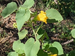 Abutilon leucopetalum