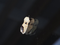 Phalera flavescens