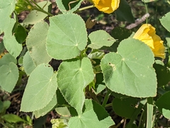 Abutilon leucopetalum