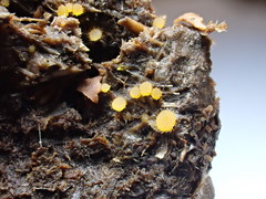 Lasiobolus intermedius