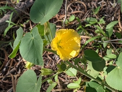 Abutilon leucopetalum