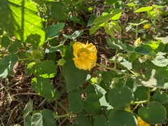 Abutilon leucopetalum