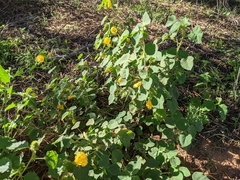 Abutilon leucopetalum