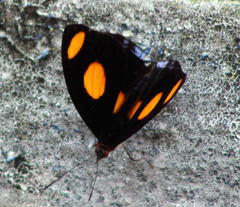 Catonephele numilia esite