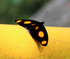 Catonephele numilia esite