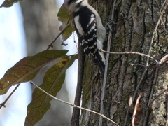 Dryobates pubescens