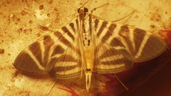Spilomela