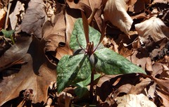 Trillium ludovicianum