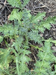 Cirsium brevistylum