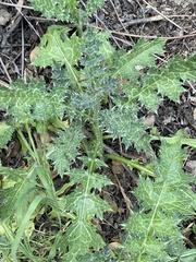 Cirsium brevistylum